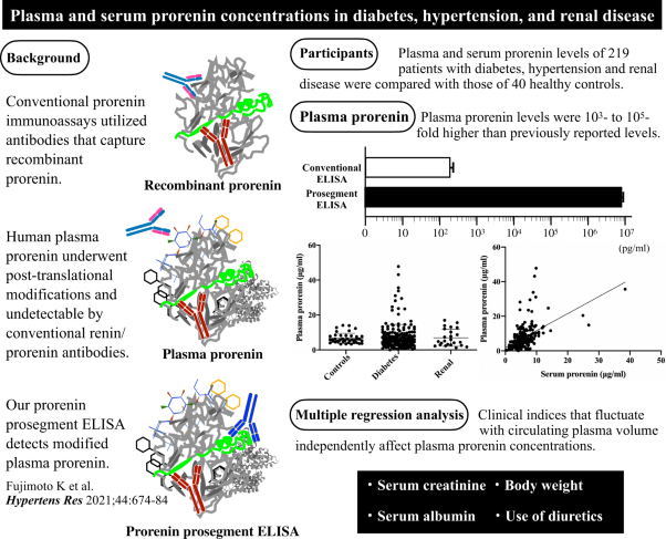 Plasma and serum prorenin concentrations in diabetes, hypertension, and renal disease