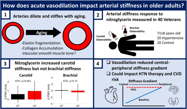 Effects of nitroglycerin-induced vasodilation on elastic and muscular artery stiffness in older Veterans