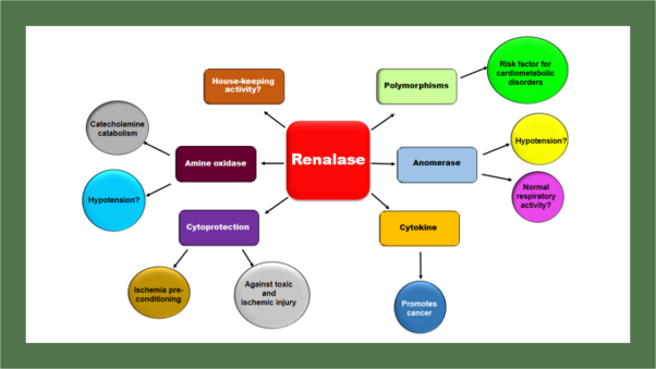 Renalase: a novel regulator of cardiometabolic and renal diseases