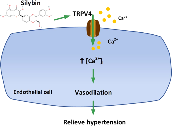 Silybin induces endothelium-dependent vasodilation via TRPV4 channels in mouse mesenteric arteries