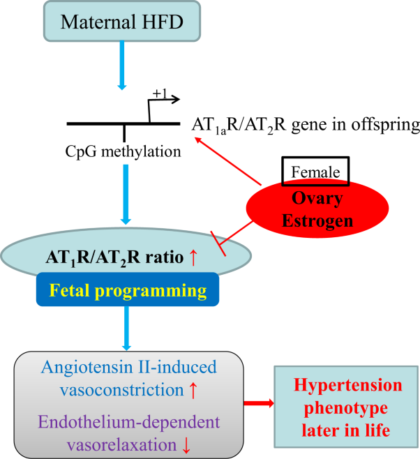 Estrogen normalizes maternal HFD-induced vascular dysfunction in offspring by regulating ATR