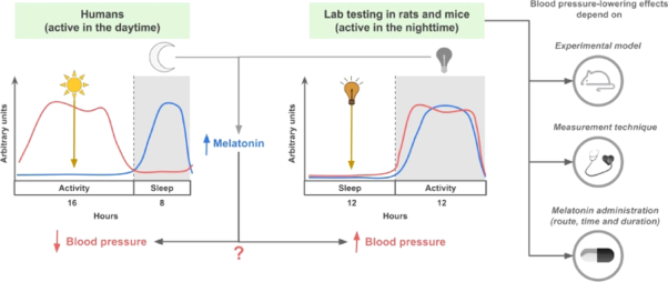 Hypotensive effects of melatonin in rats: Focus on the model, measurement, application, and main mechanisms
