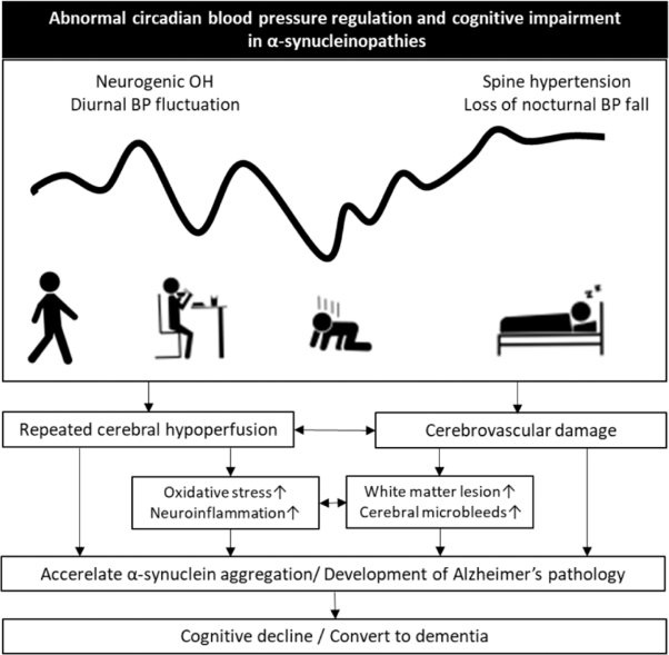 Abnormal circadian blood pressure regulation and cognitive impairment in α-synucleinopathies