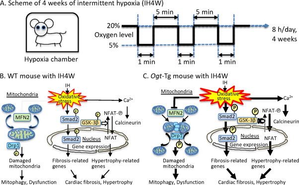 Augmented <i>O</i>-GlcNAcylation exacerbates right ventricular dysfunction and remodeling via enhancement of hypertrophy, mitophagy, and fibrosis in mice exposed to long-term intermittent hypoxia