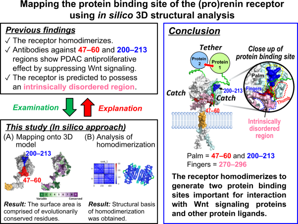 Mapping the protein binding site of the (pro)renin receptor using in silico 3D structural analysis