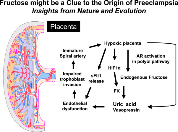 Fructose might be a clue to the origin of preeclampsia <i>insights from nature and evolution</i>