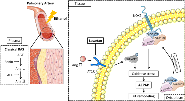 Inhibition of angiotensin II type 1 receptor partially prevents acute elevation of pulmonary arterial pressure induced by endovascular ethanol injection