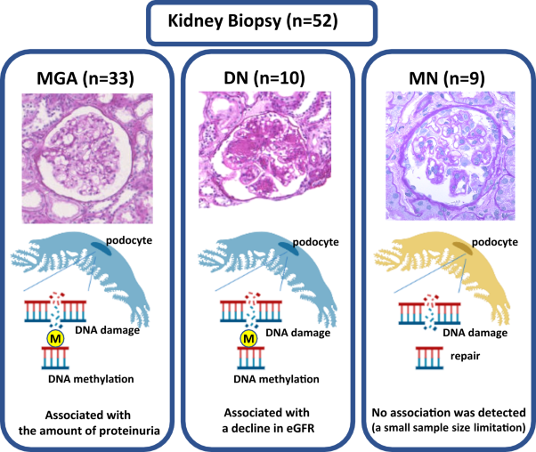 Significance of podocyte DNA damage and glomerular DNA methylation in CKD patients with proteinuria