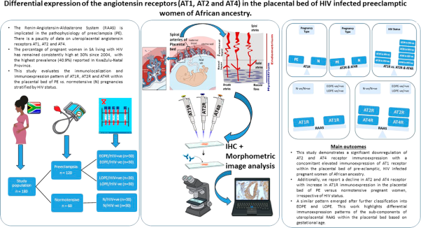 Differential expression of the angiotensin receptors (AT1, AT2, and AT4) in the placental bed of HIV-infected preeclamptic women of African ancestry