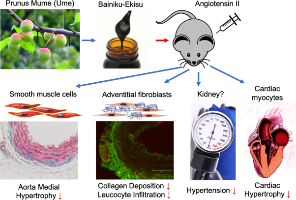 Infused juice concentrate of Japanese plum <i>Prunus mume</i> attenuates inflammatory vascular remodeling in a mouse model of hypertension induced by angiotensin II