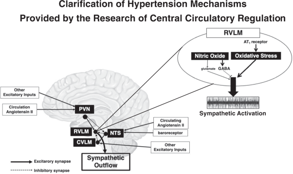 Clarification of hypertension mechanisms provided by the research of central circulatory regulation