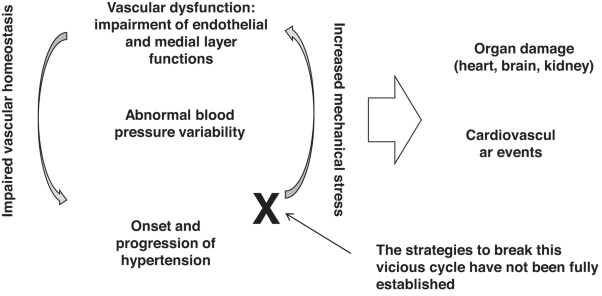 Vascular function: a key player in hypertension