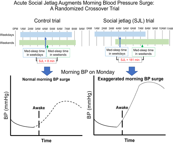 Acute social jetlag augments morning blood pressure surge: a randomized crossover trial