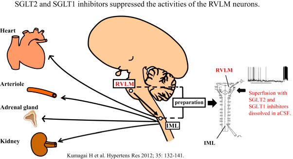 SGLT2 and SGLT1 inhibitors suppress the activities of the RVLM neurons in newborn Wistar rats