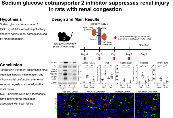 Sodium glucose cotransporter 2 inhibitor suppresses renal injury in rats with renal congestion