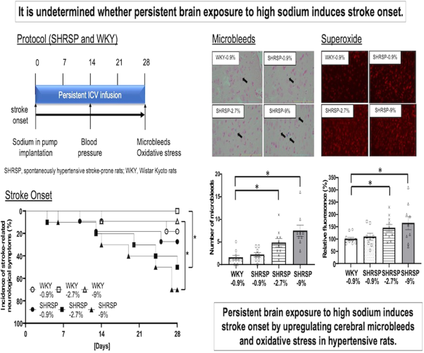 Persistent brain exposure to high sodium induces stroke onset by upregulation of cerebral microbleeds and oxidative stress in hypertensive rats