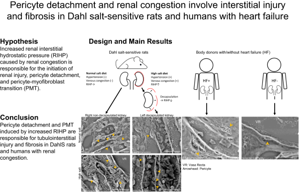 Pericyte detachment and renal congestion involve interstitial injury and fibrosis in Dahl salt-sensitive rats and humans with heart failure