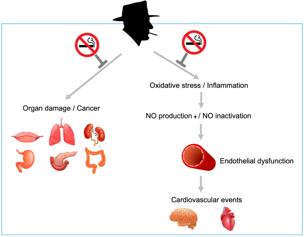 Smoking cessation and vascular endothelial function