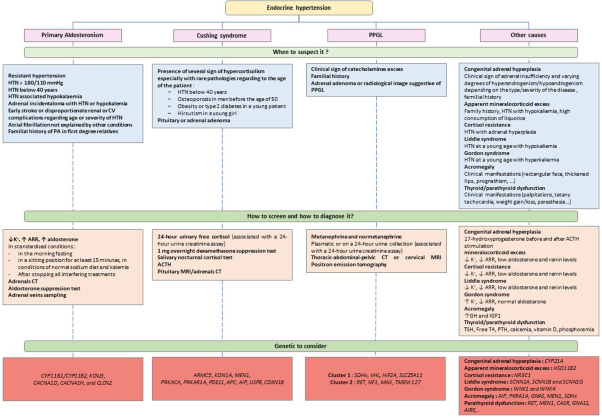 Endocrine causes of hypertension: literature review and practical approach