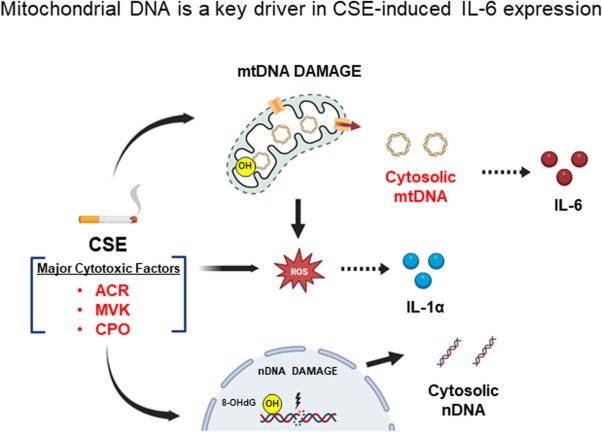 Mitochondrial DNA is a key driver in cigarette smoke extract-induced IL-6 expression