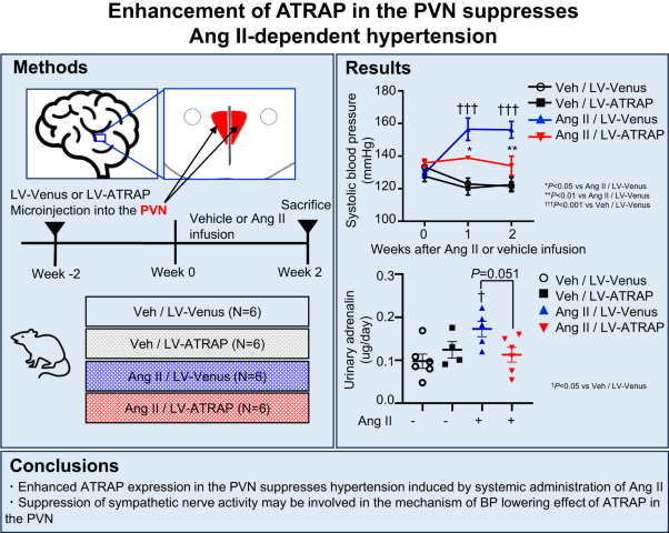 Enhancement of angiotensin II type 1 receptor-associated protein in the paraventricular nucleus suppresses angiotensin II-dependent hypertension