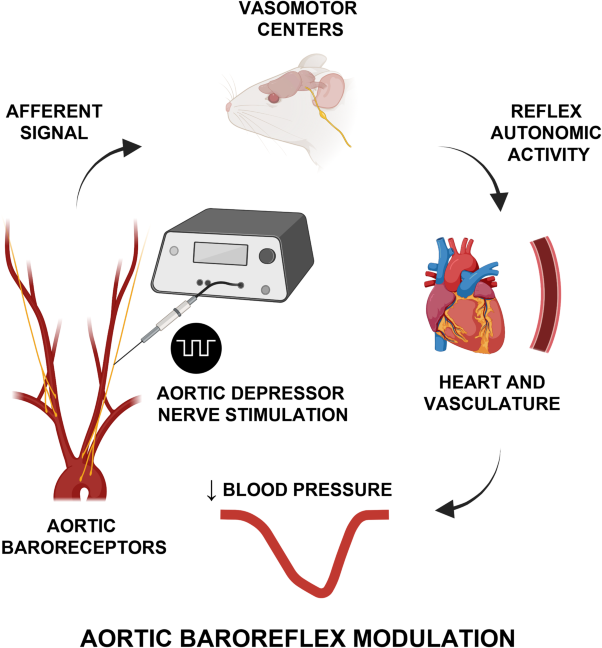 Key challenges in exploring the rat as a preclinical neurostimulation model for aortic baroreflex modulation in hypertension