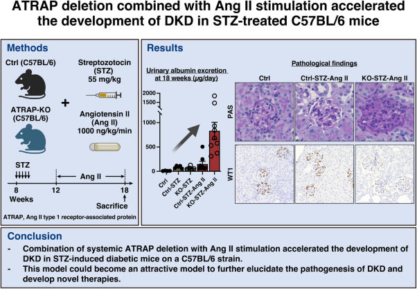 Angiotensin II type 1 receptor-associated protein deletion combined with angiotensin II stimulation accelerates the development of diabetic kidney disease in mice on a C57BL/6 strain
