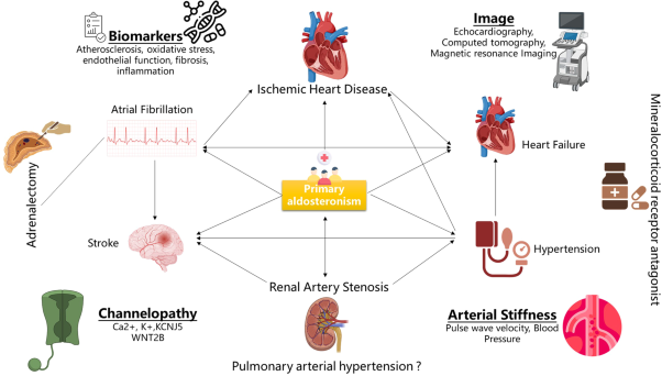 Recent progress in unraveling cardiovascular complications associated with primary aldosteronism: a succinct review