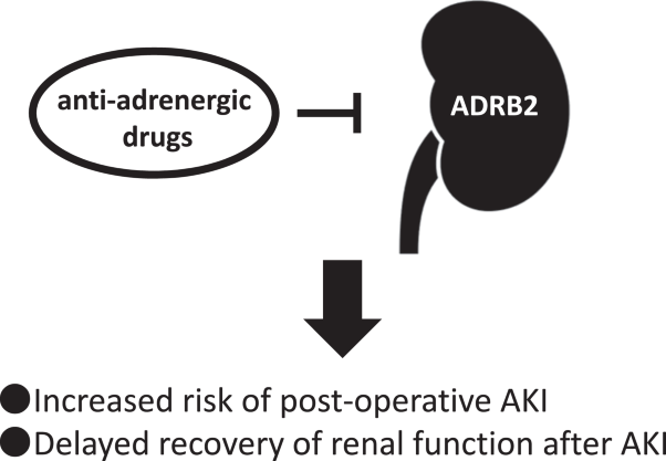 Anti-adrenergic agents and the risk of postoperative acute kidney injury