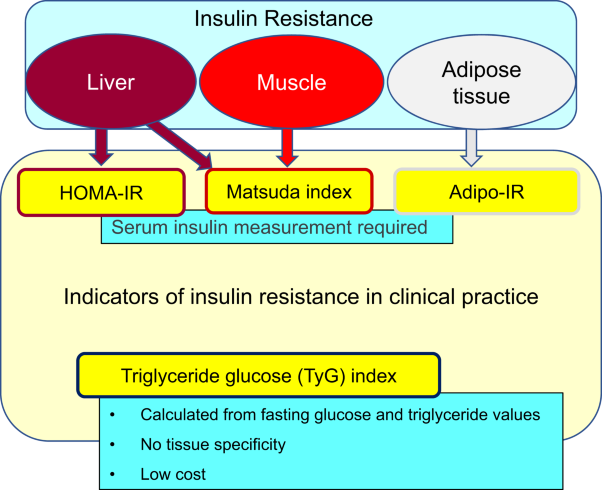 Indicators of insulin resistance in clinical practice