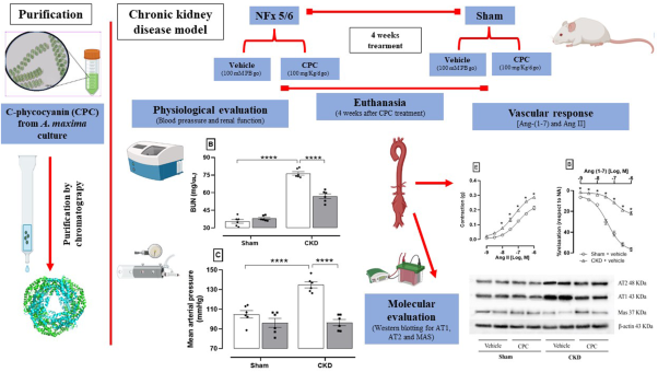 The antihypertensive action of C-phycocyanin is related to the prevention of angiotensin II-caused vascular dysfunction in chronic kidney disease