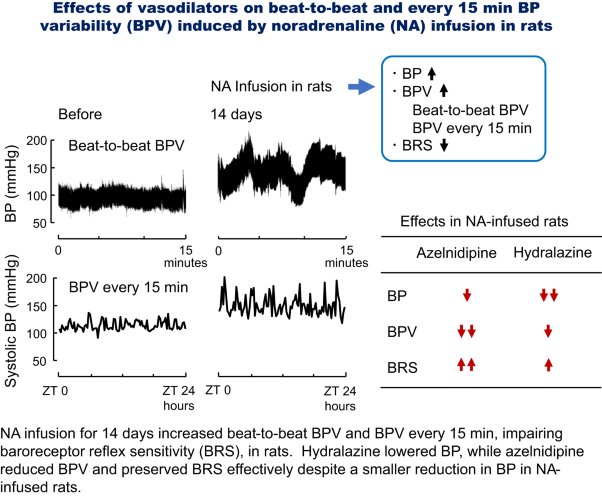 Effects of vasodilators on beat-to-beat and every fifteen minutes blood pressure variability induced by noradrenaline infusion in rats