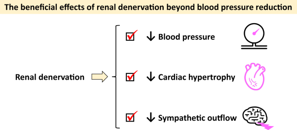 The effects of renal denervation on blood pressure, cardiac hypertrophy, and sympathetic activity during the established phase of hypertension in spontaneously hypertensive rats