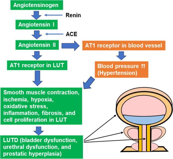 Insights into the associative role of hypertension and angiotensin II receptor in lower urinary tract dysfunction