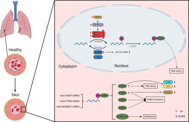 RNA m6A methylation and regulatory proteins in pulmonary arterial hypertension