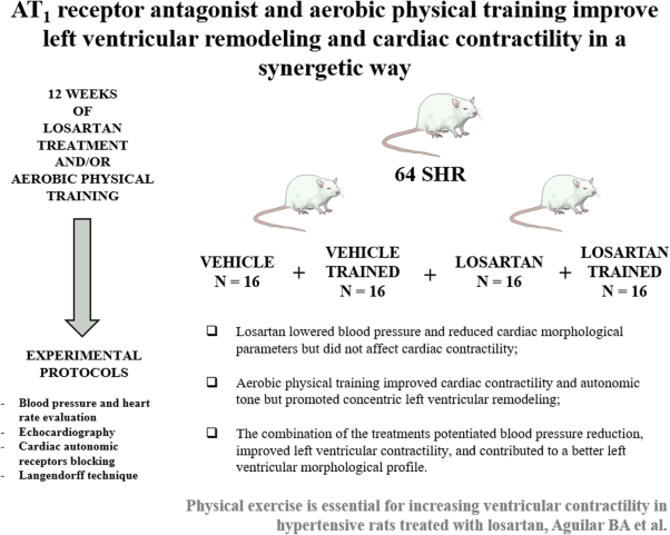 Physical exercise is essential for increasing ventricular contractility in hypertensive rats treated with losartan