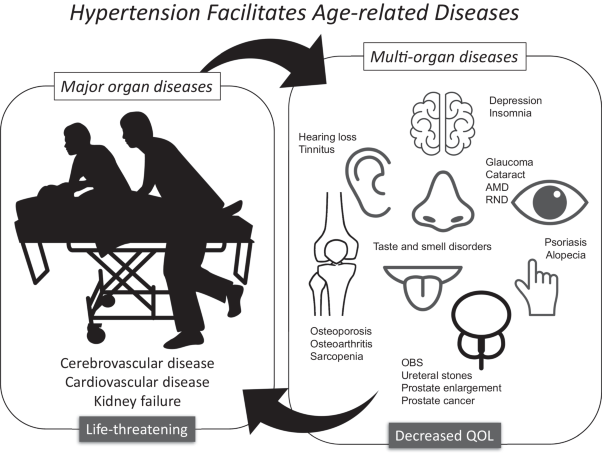 Hypertension facilitates age-related diseases. ~ Is hypertension associated with a wide variety of diseases?~
