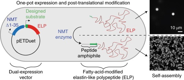 Genetically encoded lipid–polypeptide hybrid biomaterials that exhibit temperature-triggered hierarchical self-assembly