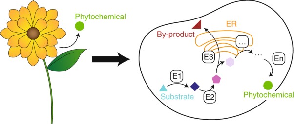 Strategies for microbial synthesis of high-value phytochemicals