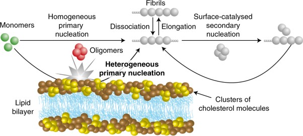 Cholesterol catalyses Aβ42 aggregation through a heterogeneous nucleation pathway in the presence of lipid membranes