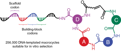 Second-generation DNA-templated macrocycle libraries for the discovery of bioactive small molecules