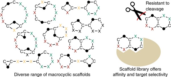 Cyclization of peptides with two chemical bridges affords large scaffold diversities