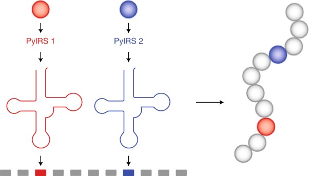 Mutually orthogonal pyrrolysyl-tRNA synthetase/tRNA pairs