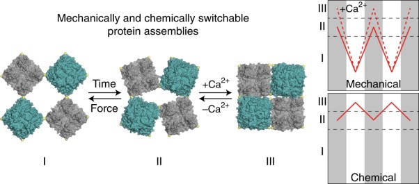 Engineering the entropy-driven free-energy landscape of a dynamic nanoporous protein assembly