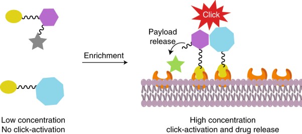 Enrichment-triggered prodrug activation demonstrated through mitochondria-targeted delivery of doxorubicin and carbon monoxide