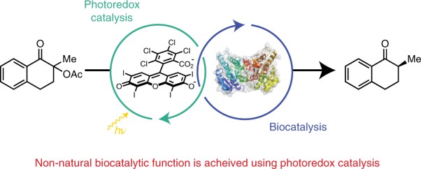 Catalytic promiscuity enabled by photoredox catalysis in nicotinamide-dependent oxidoreductases