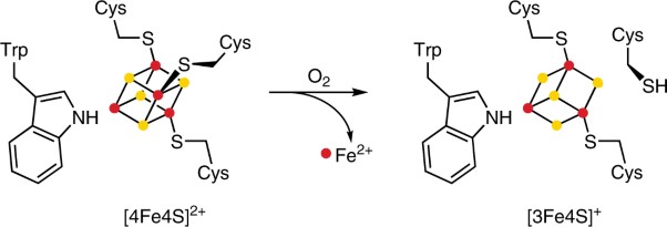 A human MUTYH variant linking colonic polyposis to redox degradation of the [4Fe4S]<sup>2+</sup> cluster