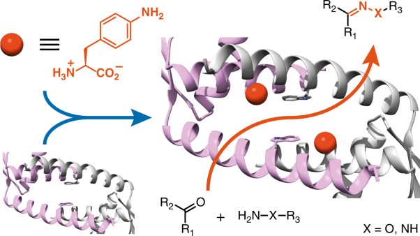 A designer enzyme for hydrazone and oxime formation featuring an unnatural catalytic aniline residue