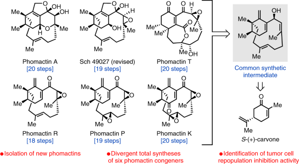 Isolation, synthesis and bioactivity studies of phomactin terpenoids