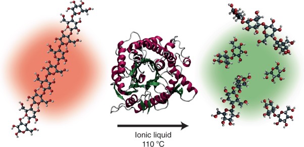 Non-aqueous homogenous biocatalytic conversion of polysaccharides in ionic liquids using chemically modified glucosidase